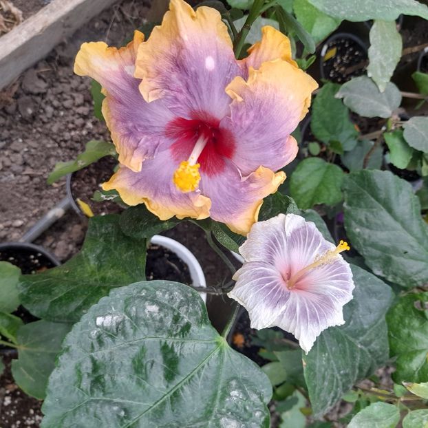 07.10.2023 - HIBISCUSI 2023-2