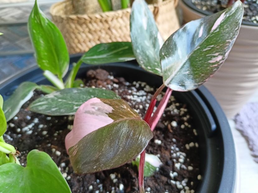 Philodendron Pink Princess Marble Galaxy - Plante verzi de apartament