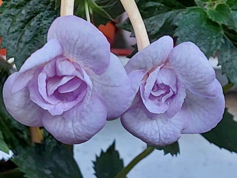  - LAVENDER BLISS