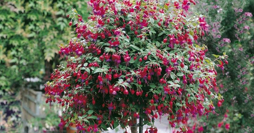cercelus de gradina3 - FUCSIA RICARTTONII cercelusul de gradina