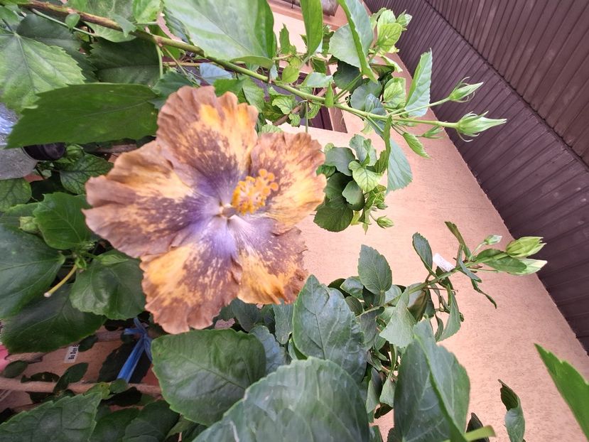  - Hibi Bo Den Beethoven Squared