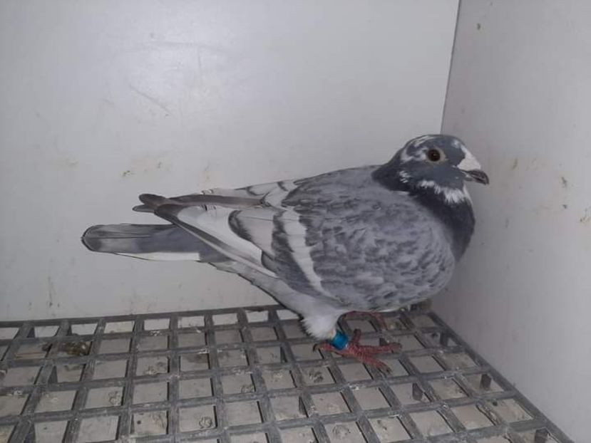  - Nu îmi aparțin 6