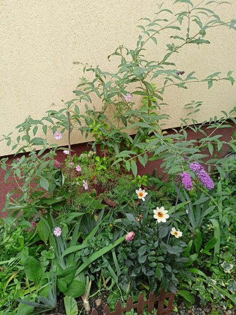  - Grădina 2023 continuare 5