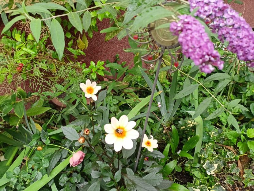  - Grădina 2023 continuare 5