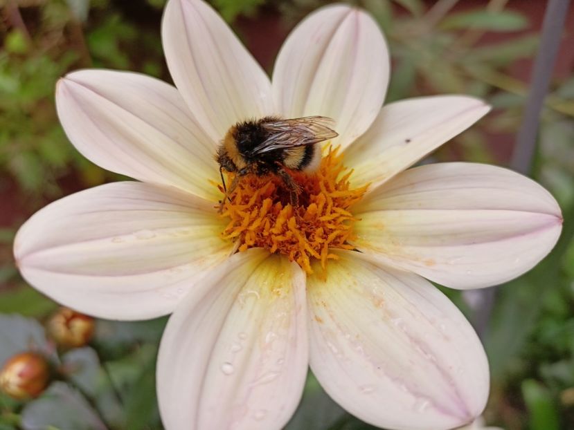  - Grădina 2023 continuare 5