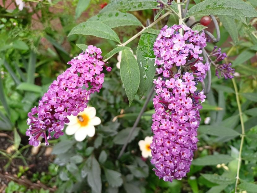 Buddleja Berries and Cream - Grădina 2023 continuare 5