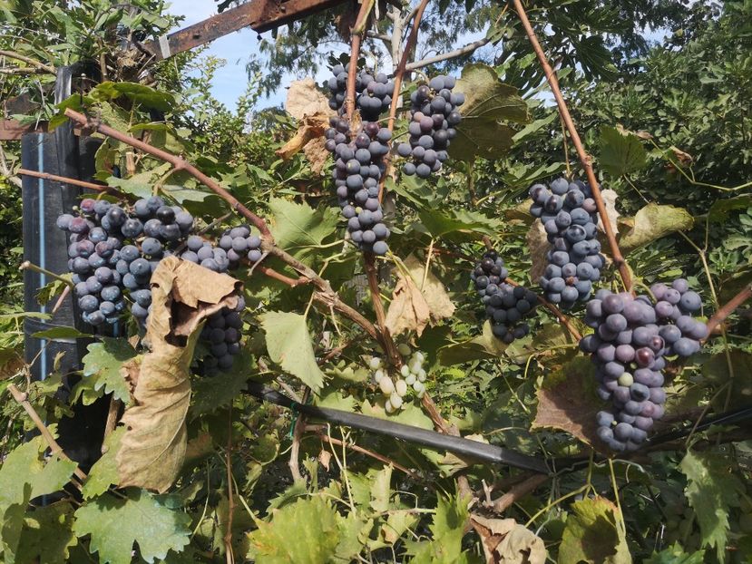  - Struguri 2023-2024