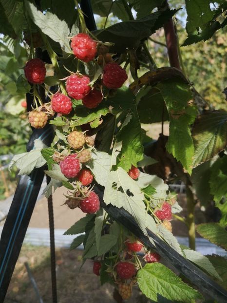  - arbori fructiferi 2023