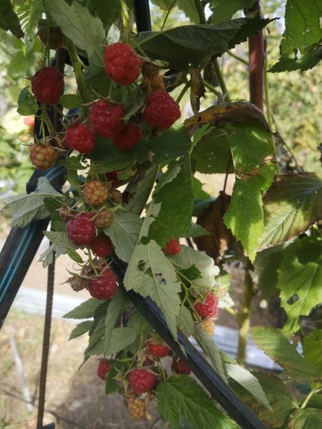  - arbori fructiferi 2023