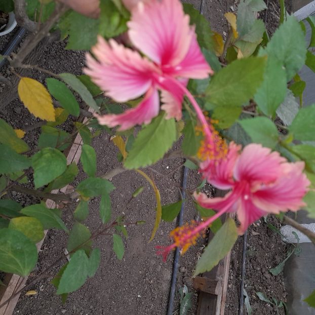 08.10.2023 - HIBISCUSI 2023-2