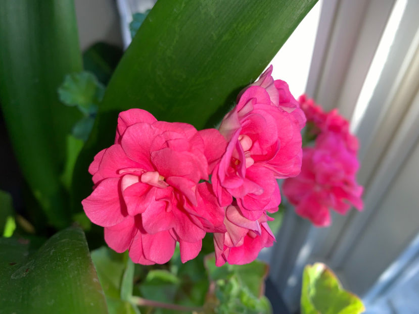  - Plante de interior 2023