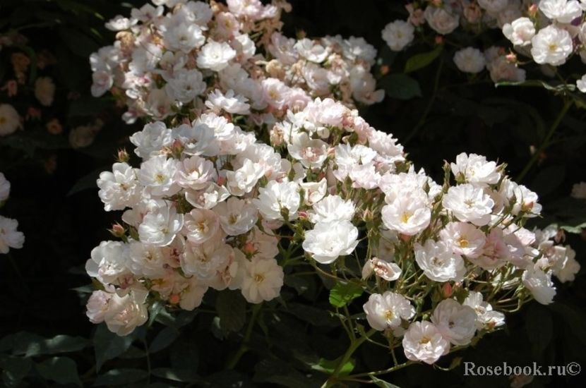 Dentelle de Malines 250 1 inf - De vanzare 2023