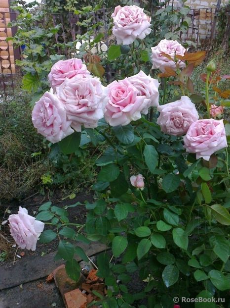 Frederic Mistral 110l  - De vanzare 2023