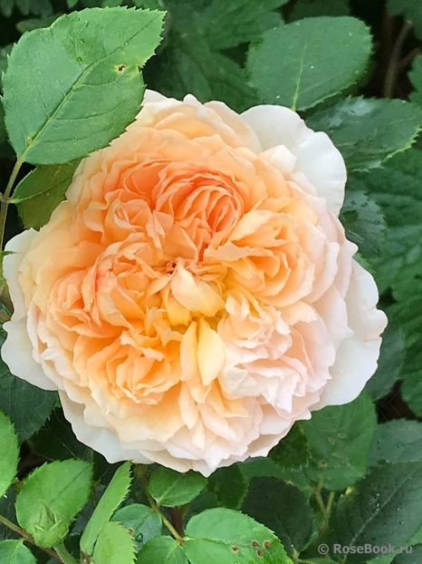 Bathsheba - De vanzare 2023