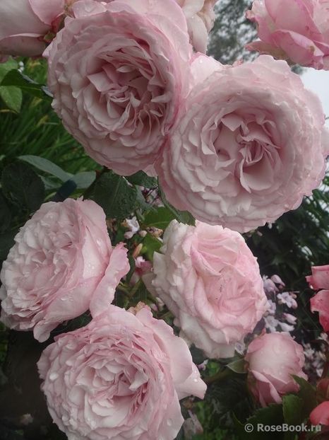 Rosenfaszination rezervat - De vanzare 2023