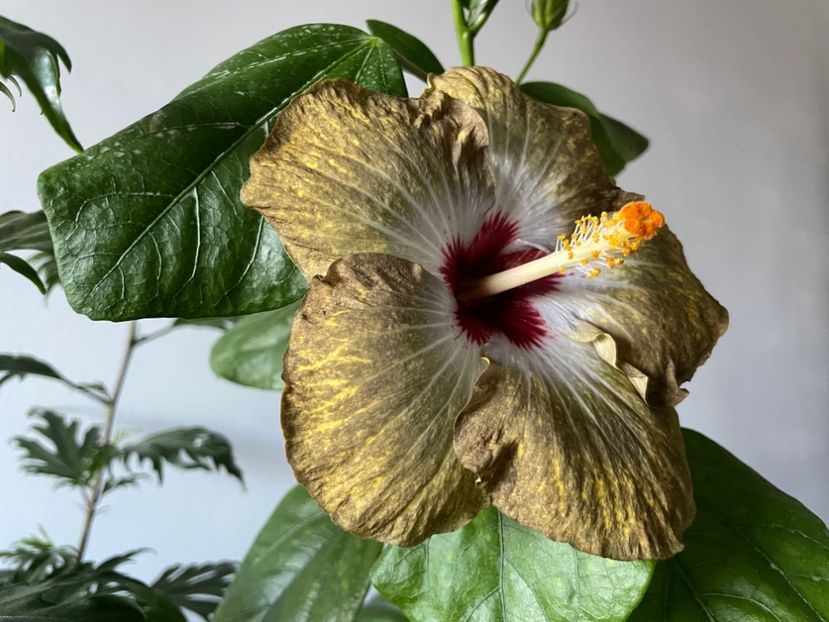  - 001 - Hibiscusi 2023