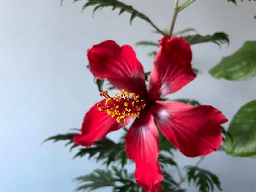  - 001 - Hibiscusi 2023