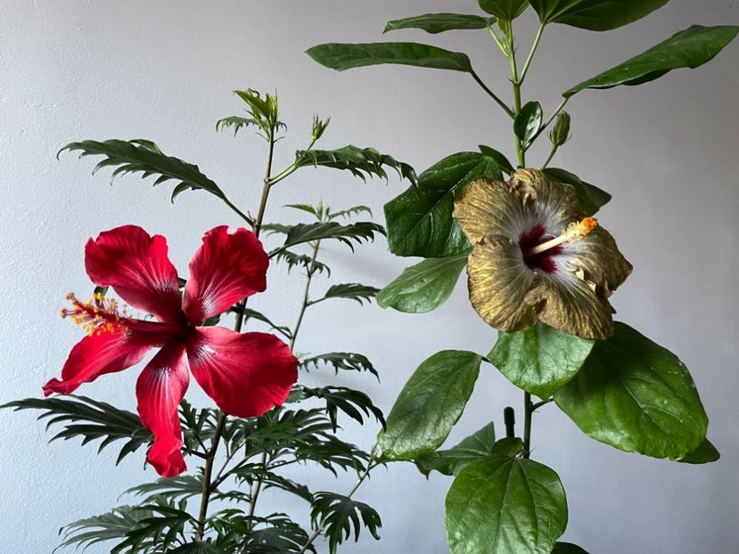  - 001 - Hibiscusi 2023