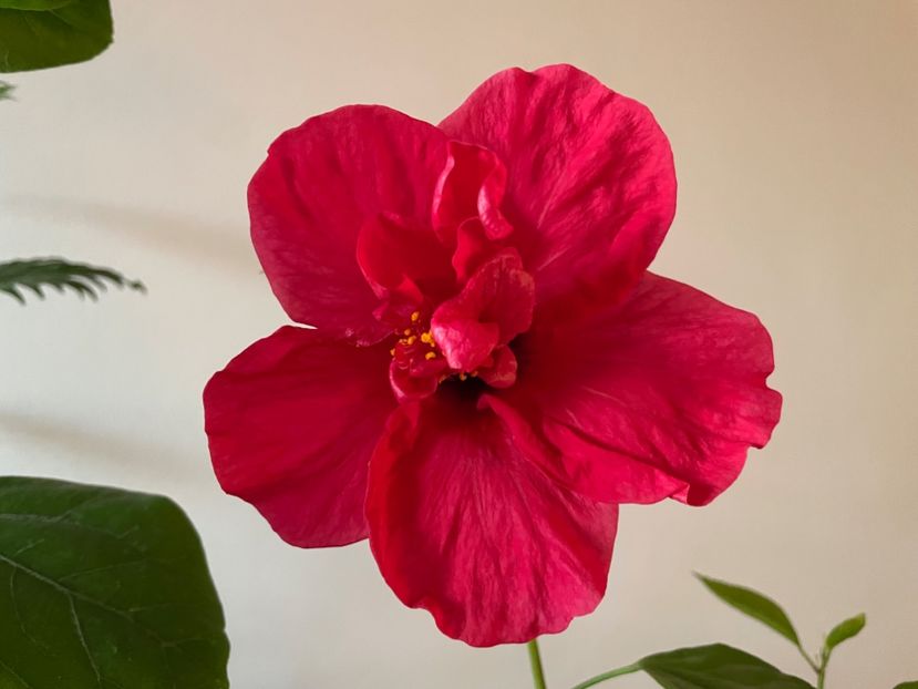  - 001 - Hibiscusi 2023