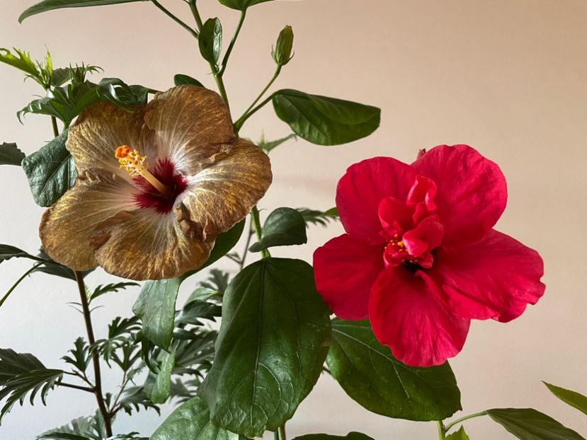  - 001 - Hibiscusi 2023