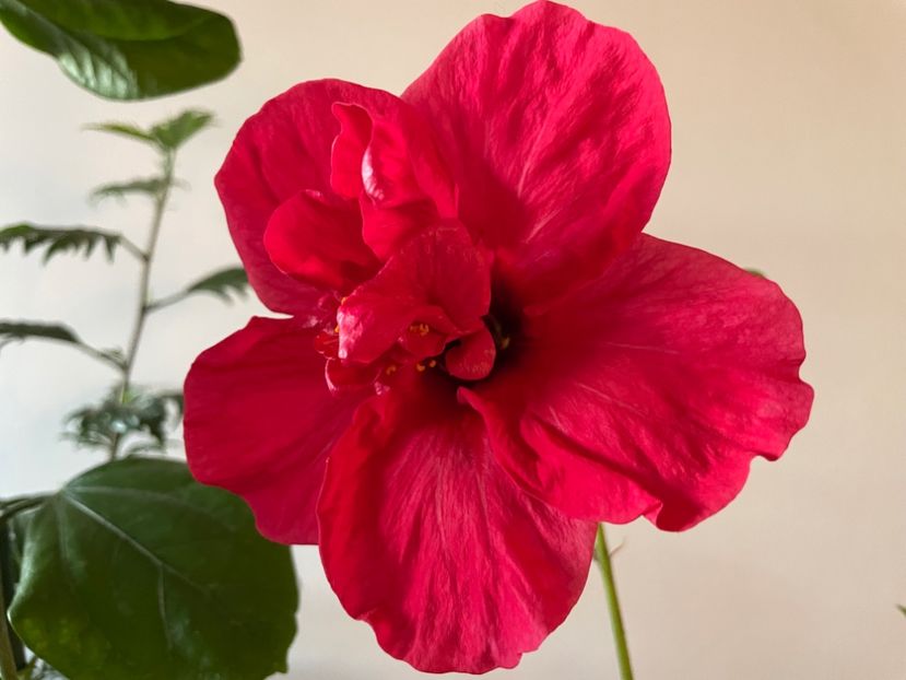  - 001 - Hibiscusi 2023