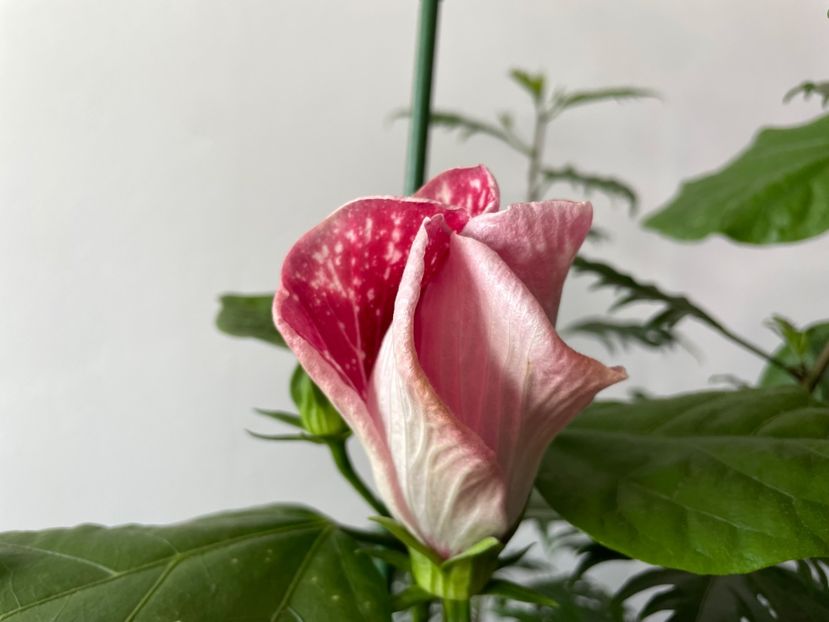  - 001 - Hibiscusi 2023