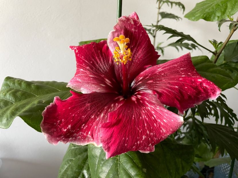  - 001 - Hibiscusi 2023