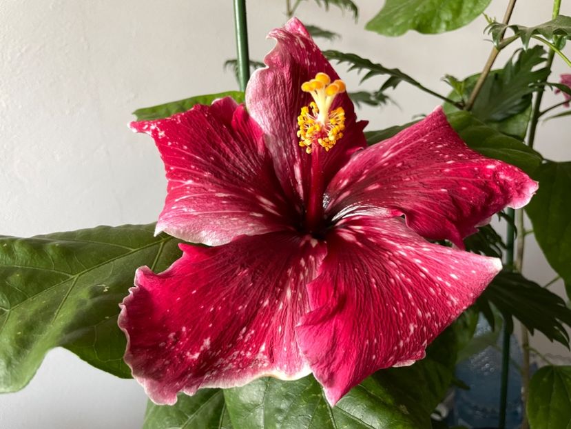  - 001 - Hibiscusi 2023