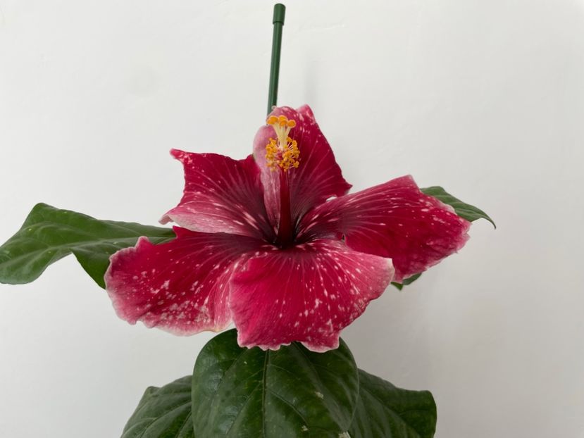  - 001 - Hibiscusi 2023