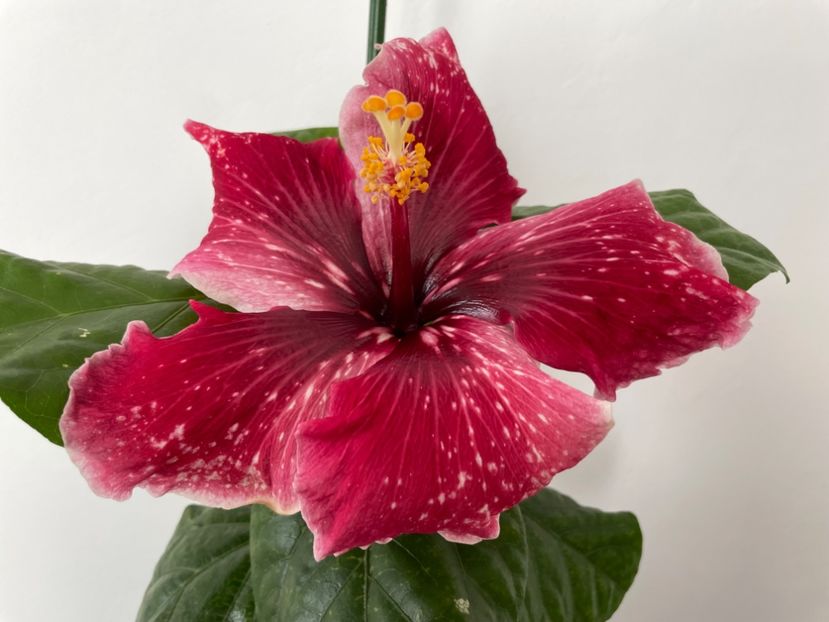  - 001 - Hibiscusi 2023