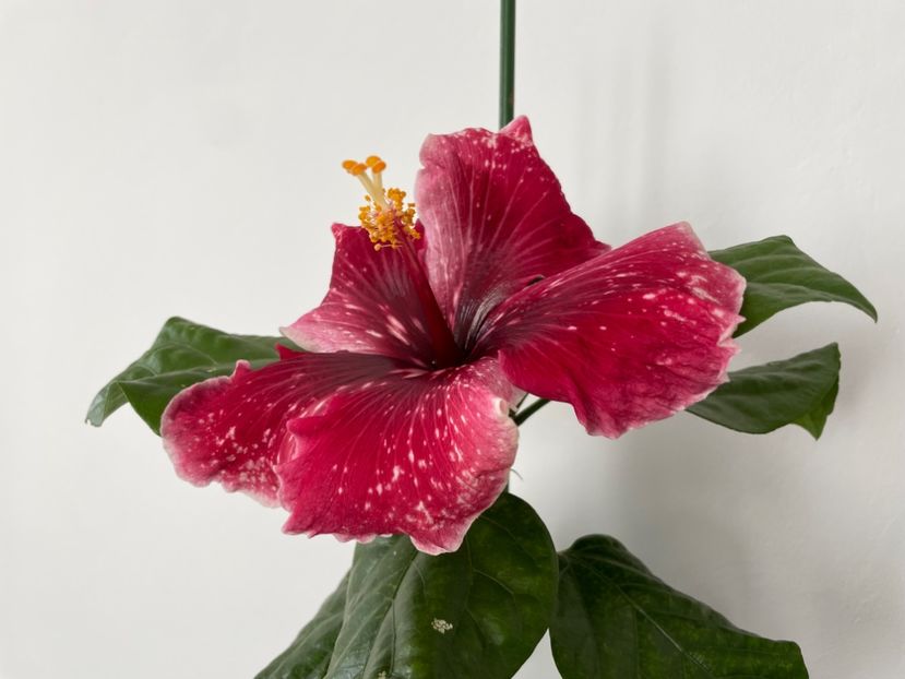  - 001 - Hibiscusi 2023