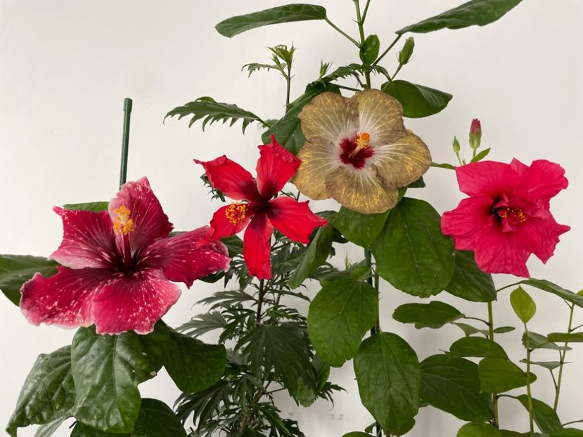  - 001 - Hibiscusi 2023