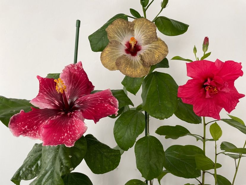  - 001 - Hibiscusi 2023