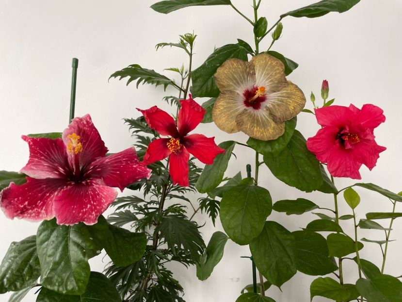  - 001 - Hibiscusi 2023