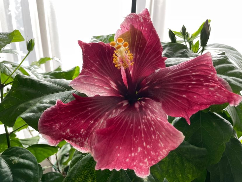  - 001 - Hibiscusi 2023