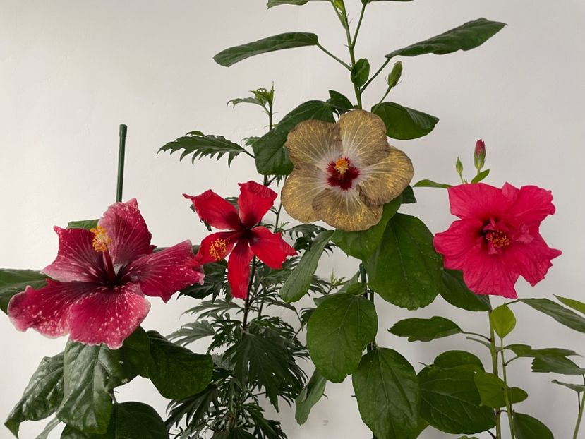  - 001 - Hibiscusi 2023