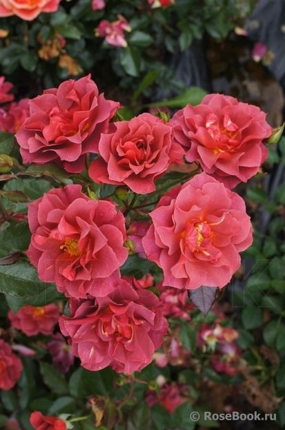 Cinco de Mayo - 2023 1