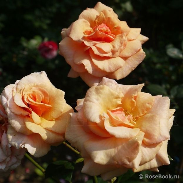 Paco Rabanne 150 - 2023 1