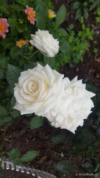 Pape Jean Paul II - 2023 1