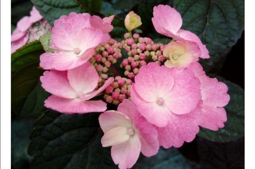 hydrangea serrata daredevil - aaa Comanda plante 2022 2023 2024