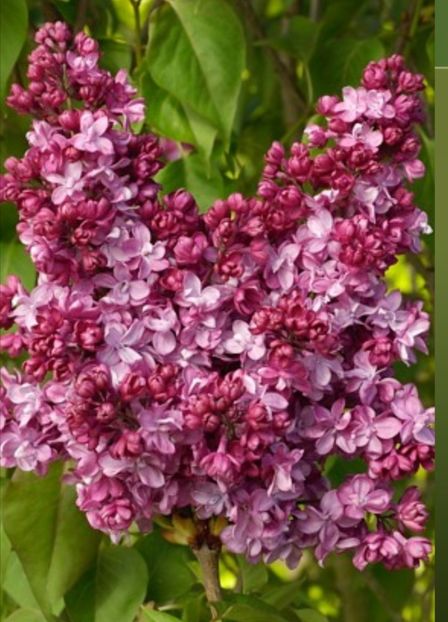 syringa vulgaris 'prince wolkonsky' - aaa Comanda plante 2022 2023 2024