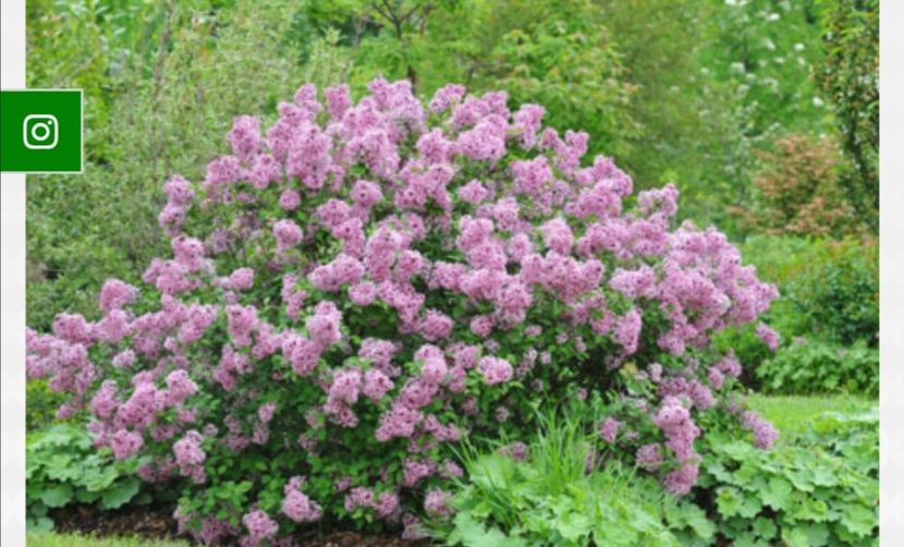 syringa meyeri lillifee - aaa Comanda plante 2022 2023 2024