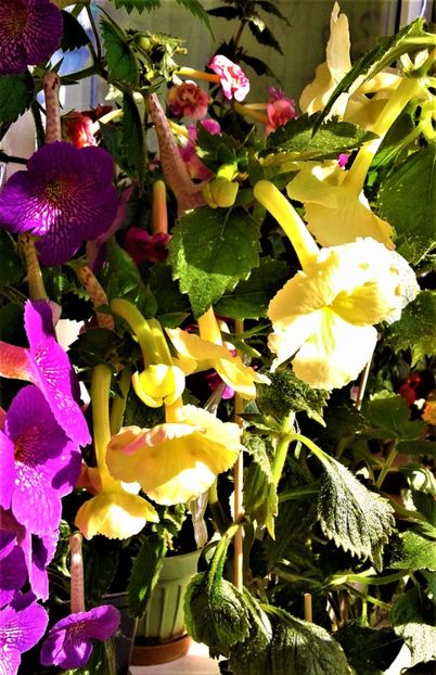  - 000018 ACHIMENES
