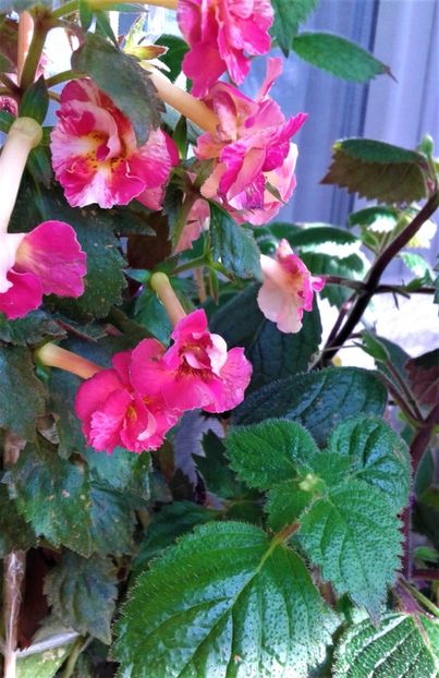  - 000018 ACHIMENES