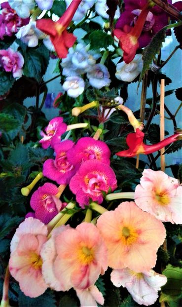  - 000018 ACHIMENES