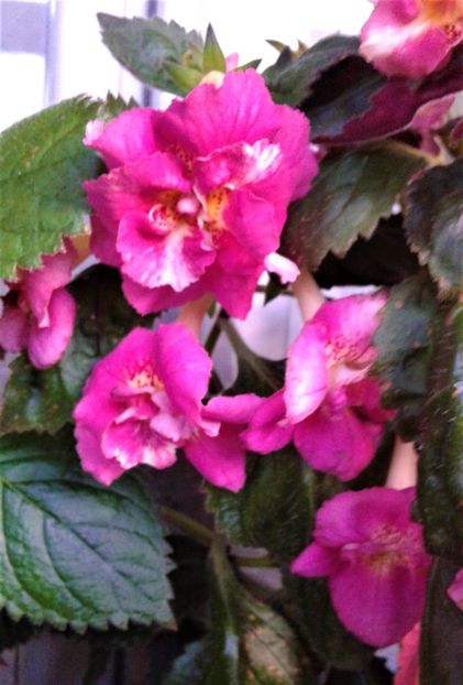  - 000018 ACHIMENES