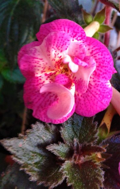  - 000018 ACHIMENES