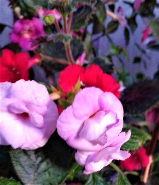  - 000018 ACHIMENES