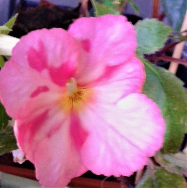  - 000018 ACHIMENES