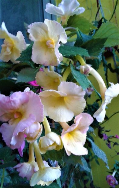  - 000018 ACHIMENES